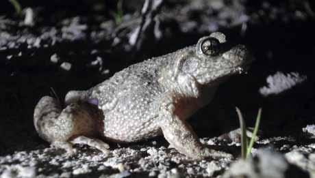 Kiesgrube in Baar Mit den steigenden Temperaturen im Frühling erwachen auch die Amphibien aus ihrer Winterstarre.