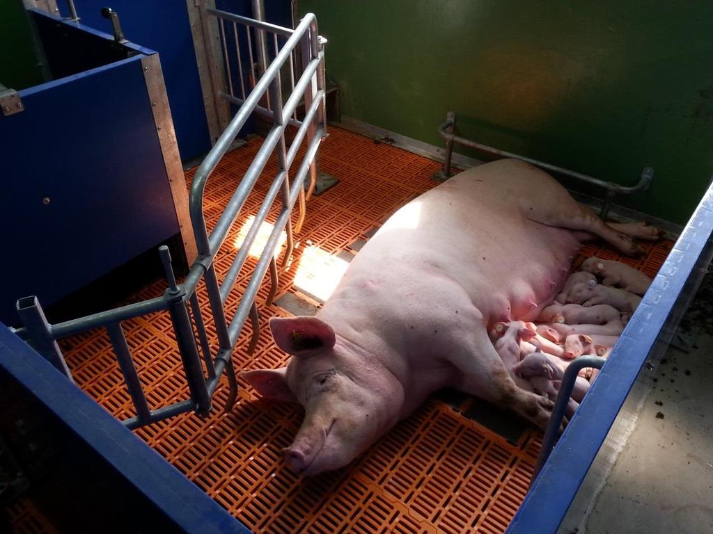 5 Versuchsstation Schweinezucht und haltung Wehnen Der Abferkelbereich wird für die Beobachtung und Neuentwicklung