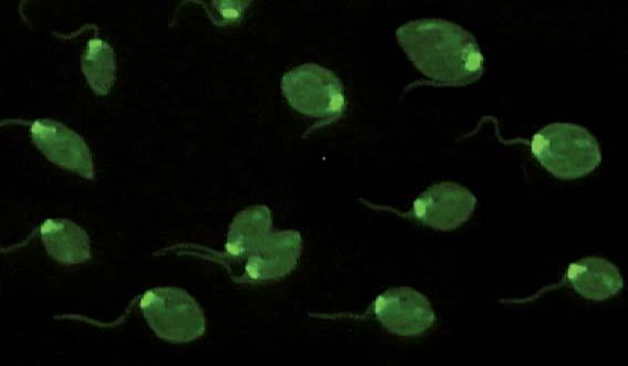 luciliae eine homogene, zum Teil randbetonte Fluoreszenz des Kinetoplasten.