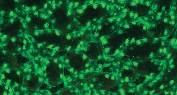 Auf Gewebeschnitten der Rattenniere fluoreszieren die Zellkerne des tubulären Epithels.