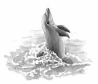 In der Delfinschule Nicht nur du gehst zur Schule, auch Delfine lernen in Schulen. Dort erfahren sie alles, was sie brauchen, um im Meer gut leben zu können. Ergänze die fehlenden Wörter.