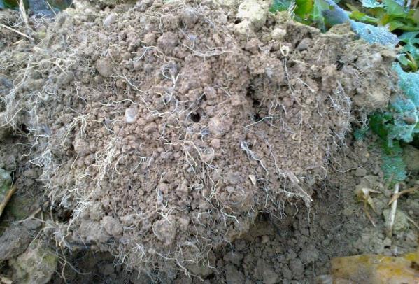 Wurzelwachstum; stark verminderte Wasserspeicherfähigkeit und aufnahmefähigkeit 3 Bodenerosion als große Gefahr für den Maisanbau Eine weitere große Gefahr für unsere Böden ist die Erosion, die im
