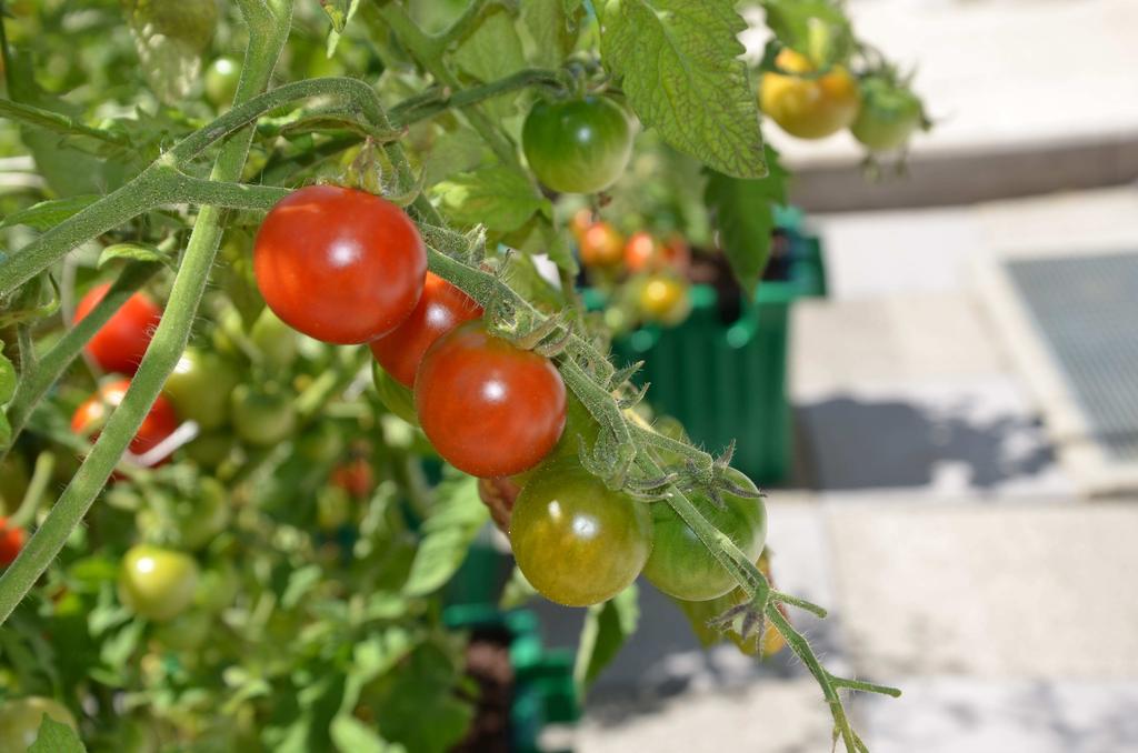 Beispiele für den Einsatz der Oasesbox Frische Tomaten aus der Oasesbox Selbst gezüchtete Tomaten sind bekanntlich