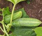 Einlegegurke Vert petit de paris Quelle: Reinsaat rankend Frucht: bis zu 8cm
