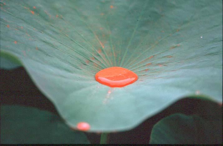Die Lotusblume ist das Sinnbild der Reinheit und