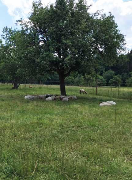 BUNTE BENTHEIMER Auf dem landwirtschaftlichen Betrieb in Büchenbronn leben die Tiere in großzügigen