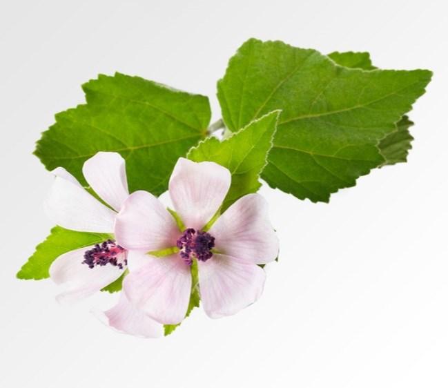 Lindenblüte Lindenblütentee findet man in den meisten Haushalten. Er ist eines der bekanntesten Hausmittel gegen Grippe und Fieber.