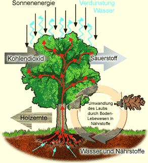 Wald = CO 2 -Speicher Sonnenenergie Verdunstung Wasser Kohlendioxid Sauerstoff Holzernte Umwandlung