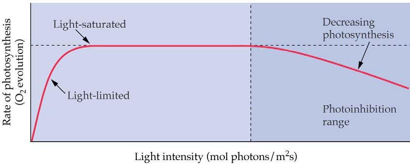 Photoinhibition Bei zu hohem Lichtangebot nimmt die Photosyntheseleistung ab, da es zur