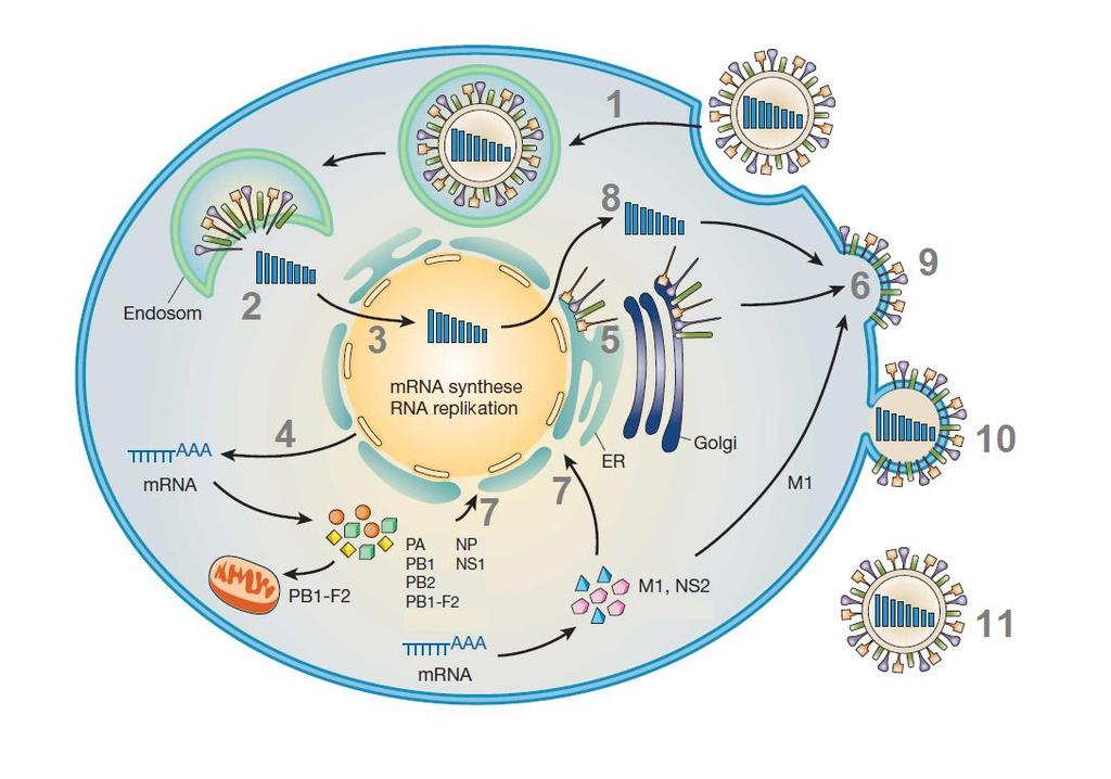 Das Nicht-Strukturprotein 2 (NS2) wurde, nachdem es zunächst nicht im Virion nachgewiesen werden konnte, bei späteren Untersuchungen sowohl in der infizierten Zelle als auch im Viruspartikel