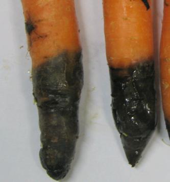 Möhrenschwärze befällt primär das Karottenlaub, kann aber an der Karotte selbst auch zu oberflächlichen, schwarzen, schorfartigen Flecken (Abb. 3, C) sowie zum Absterben von Keimlingen führen.