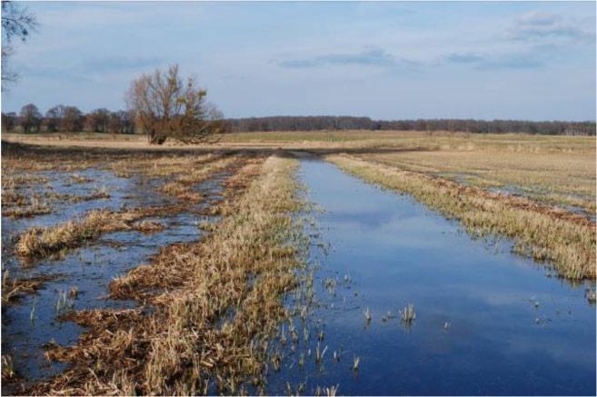 Im Südwesten in den letzten Jahren optimale Situation, da Teile der Nasswiesen mit Flussampfer nicht genutzt werden
