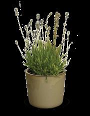5 cm Lavandula angustifolia 'Arctic Snow' Kompakter Pflanzenaufbau,