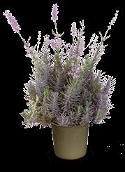 Lavandula angustifolia 'Twickle Purple'