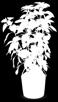 Ocimum herbalea 'Ajaka' 30 cm Ocimum herbalea 'Dark