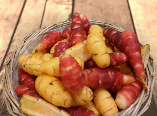 Oxalis tuberosum 'Crimson'/'Gold'/'Crimson & Gold' Gekocht, gebacken, frittiert oder getrocknet, dient Oca als eine Alternative zu Kartoffeln mit wertvollen Inhaltsstoffen 100 gr.
