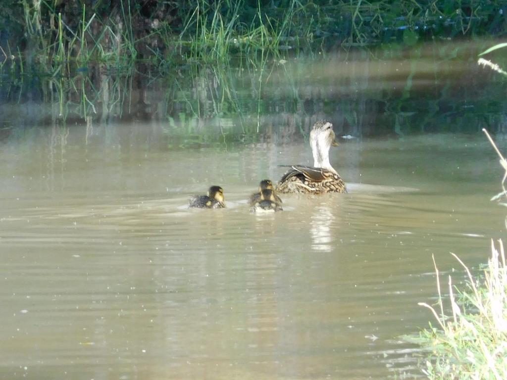Foto: Enten schwimmen auf dem Weg. Also müssen wir umkehren und ein Stück zurück gehen, um weiter auf dem Radweg zu laufen.