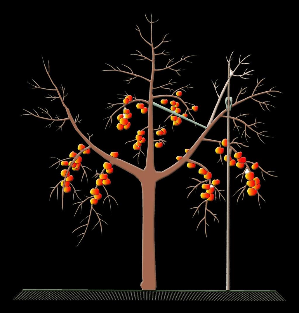 Die Statik bei Hochstämmen Obstbaumschnitt gerade Stammverlängerung 3