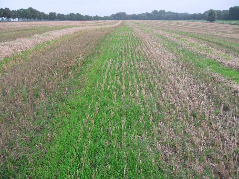 Schüttlerverluste: Aufgelaufener Weizen in Schwaden Reinigungsverluste: Aufgelaufener Weizen zwischen den Schwaden Spreuverteiler ca.