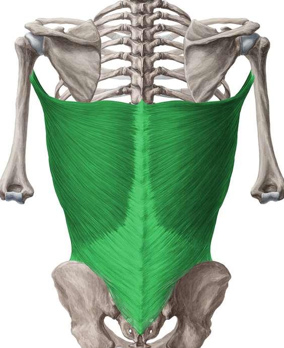 Der Deltamuskel (Musculus deltoideus) prägt sehr stark die Definition der Schulter und wird primär für die Abduktion im Schultergelenk benötigt.