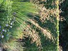 .. 13 Asplenium (Steinfeder) Aspleniaceae - ebenoides, (Drachenschwanz-Farn) glänzende dunkelgrüne spitz zulaufende Blätter die an einen Drachenschwanz erinnern, 10-20 cm, hübscher immergrüner