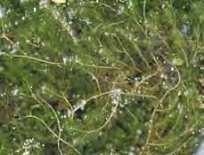 .. 2 Butomus (Schwanenblume) Butomaceae - umbellatus**, rosarote Dolden, lange schmale Blätter, 60 cm, Juni-August, [WR,5,so = -40 bis -20 cm Z5].