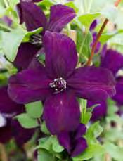 gesund, Juli-September [so-hs Z6] G3... 18 - viticella, purpurviolette spitze glockenförmige Blüten, zierliche Ranken bis 4 m Länge, buschig wachsend, Juli-Sept.