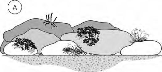 Lebensbereich Steinanlagen [ST] In Steinanlagen herrschen oft ganz unterschiedliche Standortbedingungen: trockene (St 1), frische (St 2) und feuchte (St 3) Böden in sonniger (so), absonniger (abs),