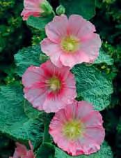 ... 10 - - 'Poetry'**, kräftig pink, neue Sorte mit auffälliger Blütenfarbe, standfest, 150 cm, Juli-September.