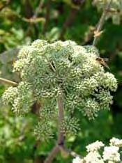 .. 6 Angelica (Engelwurz) Apiaceae - archangelica, weiße Dolden, gefiederte Blätter, 150 cm, Juni-Juli, heimisch, [Fr,2-3,so,-b Z4].