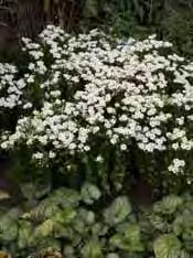 .. 4 - - 'Ashvi', weiß, tiefgrüne grobgesägte Blätter, buschig, ausläuferbildend, sehr gesund, schön für größere Gruppen, 70 cm, Aug.-Okt.