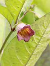 .. 3 Aurinia > Alyssum Azorella (Andenpolster) Apiaceae - trifurcata, gelb, kleine Dolden, glänzendes stark gefiedertes Blattpolster, immergrün, 5 cm, Mai-Juni [FS,1-2,so-hs M,2,so-hs St,2,so-hs Z6 +].