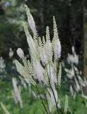 ... 9 - echinocepharum, purpurviolett, Blätter marmoriert mit cremeweißer Rippe lange Stacheln an den älteren Blättern, Blattunterseite silbrig behaart, sehr dekorative langlebige Blüte, 30 cm,