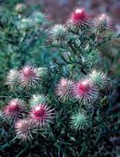 'Atropurpurea', 100 cm, Juli-August.... 12 Cistus (Zistrose) Cistaceae Bei starkem Barfrost im Winter vor Sonne schützen! Ansonsten unempfindlich und dankbar!