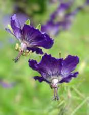 - - 'Orion', intensiv violettblau, großblütig, tief eingeschnittene grüne Blätter, 50 cm, Juni-Aug. [GR,2,so Fr,2,so Z6].