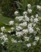 ...13 - - 'White Temptation', große weiße Blüten mit grünem Schlund und leicht gewellten Rändern, semi-immergrüne Blätter, 75 cm, Juni-Aug.
