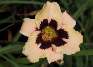 Eine Sorte mit Hingucker-Garantie ist die Hemerocallis x cultorum 'Bela Lugosi'. Ihre prächtigen, purpurroten Blüten bilden einen schönen Kontrast zum grüngelben Schlund.