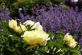 .. 5 neu - - 'Rosenkuppel', purpurrot, reichblühend, 40 cm, Aug.-Sept... 5 - rotundifolium 'Kent Beauty', lilarosa bis violett, hopfenähnliche Blütenstände, blaugraue Blätter, 20 cm, Juni-Sept.