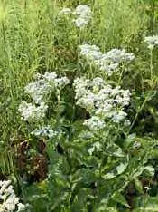 .. 9 Parthenium (Prärieampfer) Asteraceae - integrifolium, weiße Körbchenblumen in flachen aromatisch duftenden großen Trugdolden, schöne Präriestaude mit großen ampferähnlichen grünen Blättern, 100