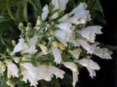 .. 7 - scabiosifolia, hellgelbe Dolden, 60-80 cm, Juli-August, hübsche ostasiatische Wildstaude, die sich auch gut in der Vase macht, begrenzt lieferbar.