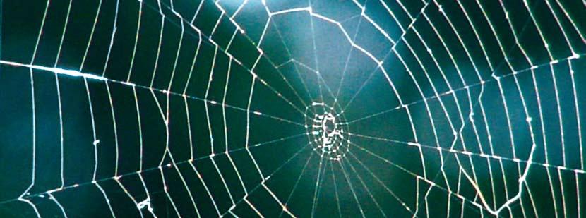 Bionik Foto: Fotolia Ein Wunderwerk der Natur: Die einzigartigen Eigenschaften der Spinnenseide ermöglichen es, Kunstwerke von ungeahnter Zartheit und gleichzeitig Robustheit herzustellen.