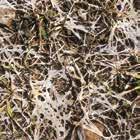 (Microdochium nivale) Streifenkrankheit (Pyrenophora graminea) Schneeschimmel (Microdochium