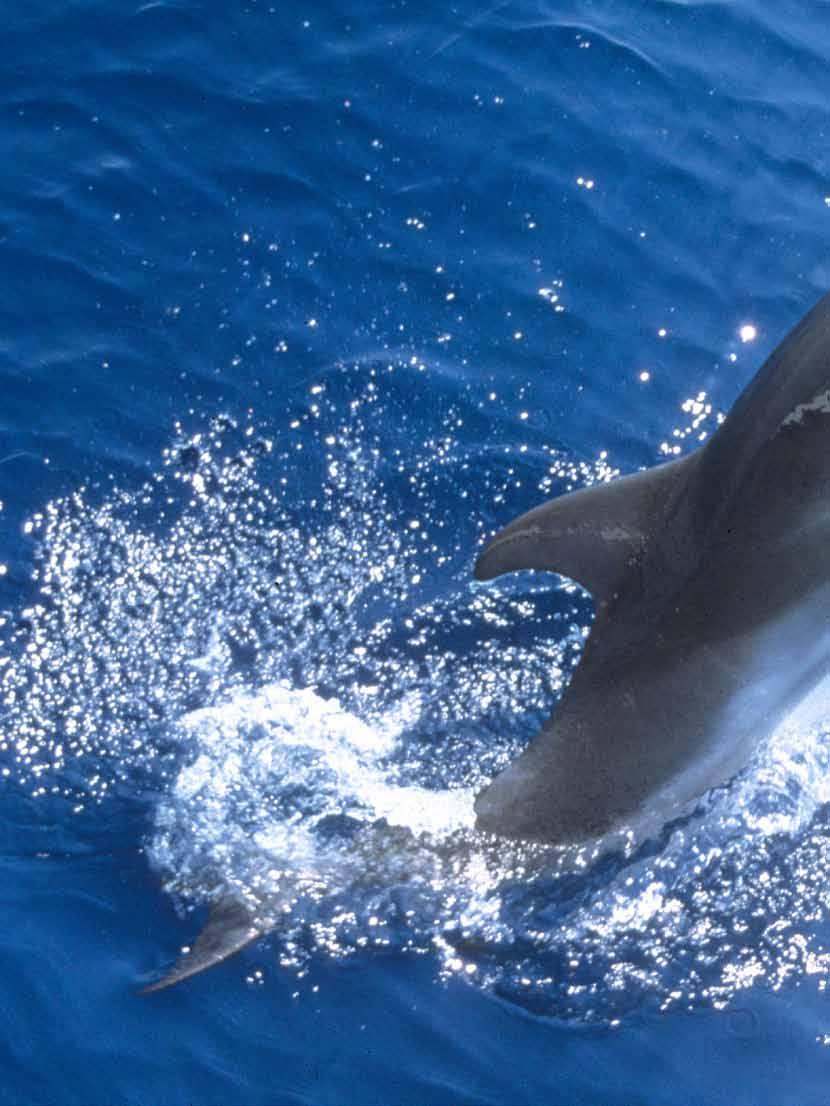 wildtiere weltweit Große Sprünge im Mittelmeer Im Mittelmeer leben sechs Delfinarten einige davon sind sehr