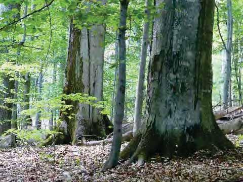 Buchenurwälder der