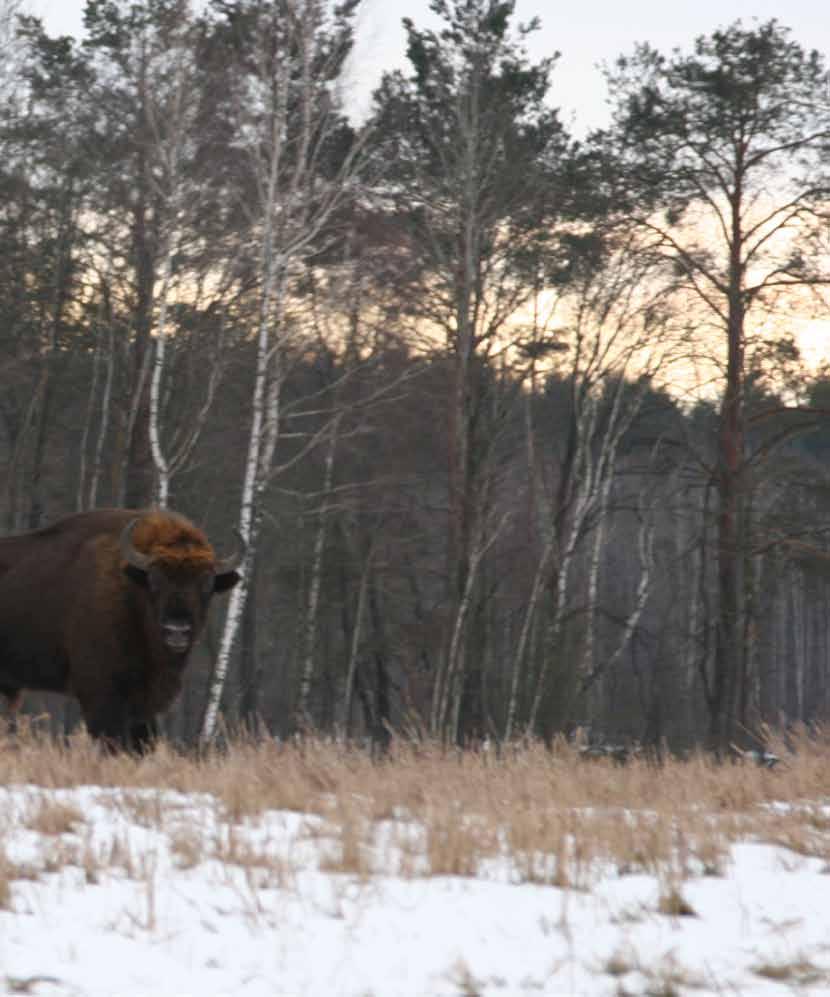 Wisent (bison bonasus) Mit einer Kopf/Rumpflänge von etwa drei Metern und einer Schulterhöhe bis zwei Meter ist der Wisent (bison bonasus) ein beeindruckendes Wildtier und eine begehrte Jagdbeute.