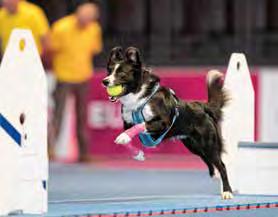 größte Hundeausstellung der Welt 26 Baron von Gingins-Gedächtnismedaille Verleihung auf der World Dog