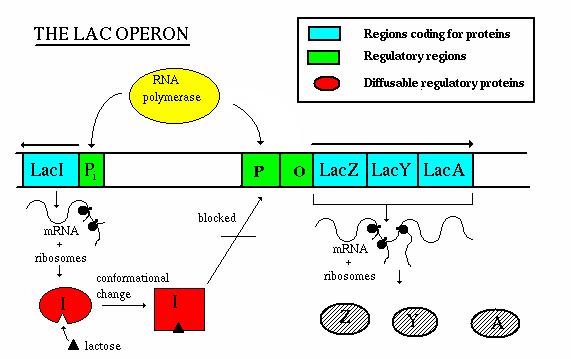 Symbiose Biologie / Informatik 60er Jahre Biologie Informatik Modell der Genregulation Jacob & Monod Theorembeweiser Künstliche Intelligenz (PROLOG) Moderner