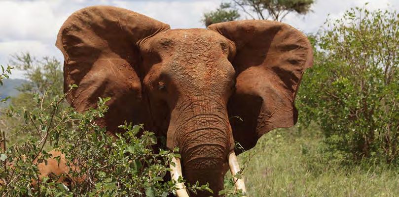 Außerdem genießen Sie fantastische Ausblicke auf den Kilimanjaro im Amboseli NP, bevor Sie schließlich den Spuren der Roten Elefanten im Tsavo NP folgen.