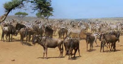 Wenn in der Serengeti die Lebensgrundlagen knapp werden, ziehen sie nach Norden in die Masai Mara und gelangen so wieder in Weidegebiete mit aus reichendem Nahrungsangebot und viel Wasser.