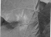 - 80 - Falscher Mehltau am Wein Plasmopara (Peronospora) viticula Diagnose gelbgrüne, ölig wirkende Blattflecken ab Mitte Mai blattunterseits weißer Pilzrasen bei Starkbefall Verbräunung und